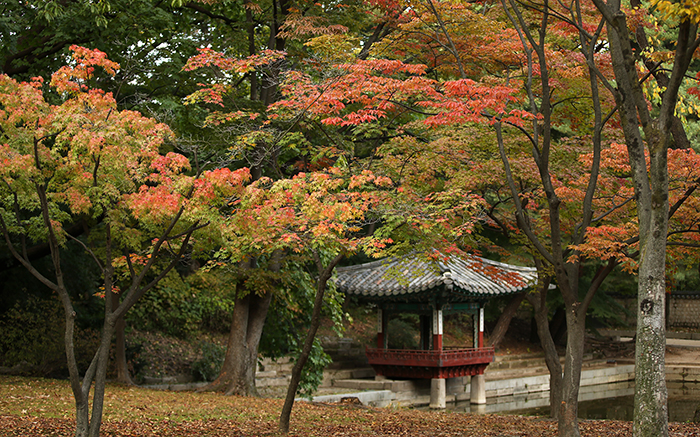 한국의 가을, 도심에서도 즐겨요”